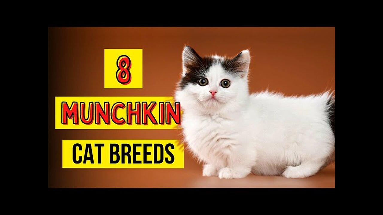 8 Munchkin Cat Breeds