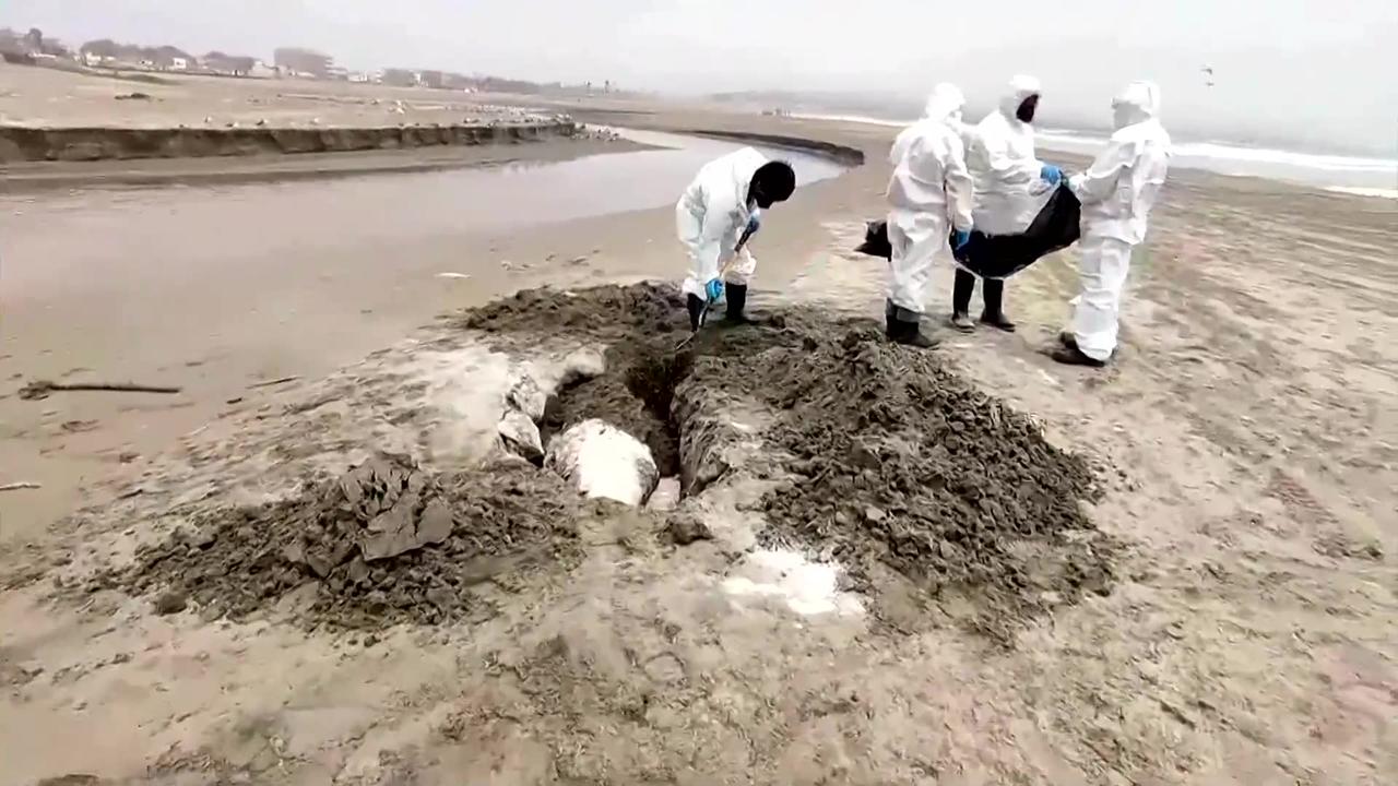 Bird flu kills sea lions in Peru's protected areas