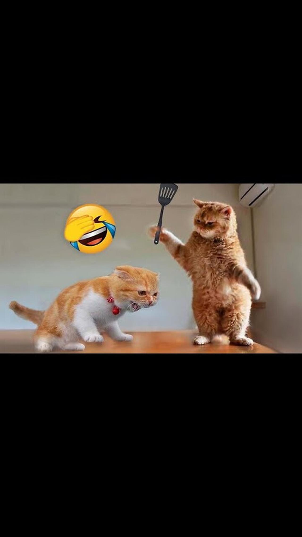 baby cats - cute and funny cat videos compilatiom