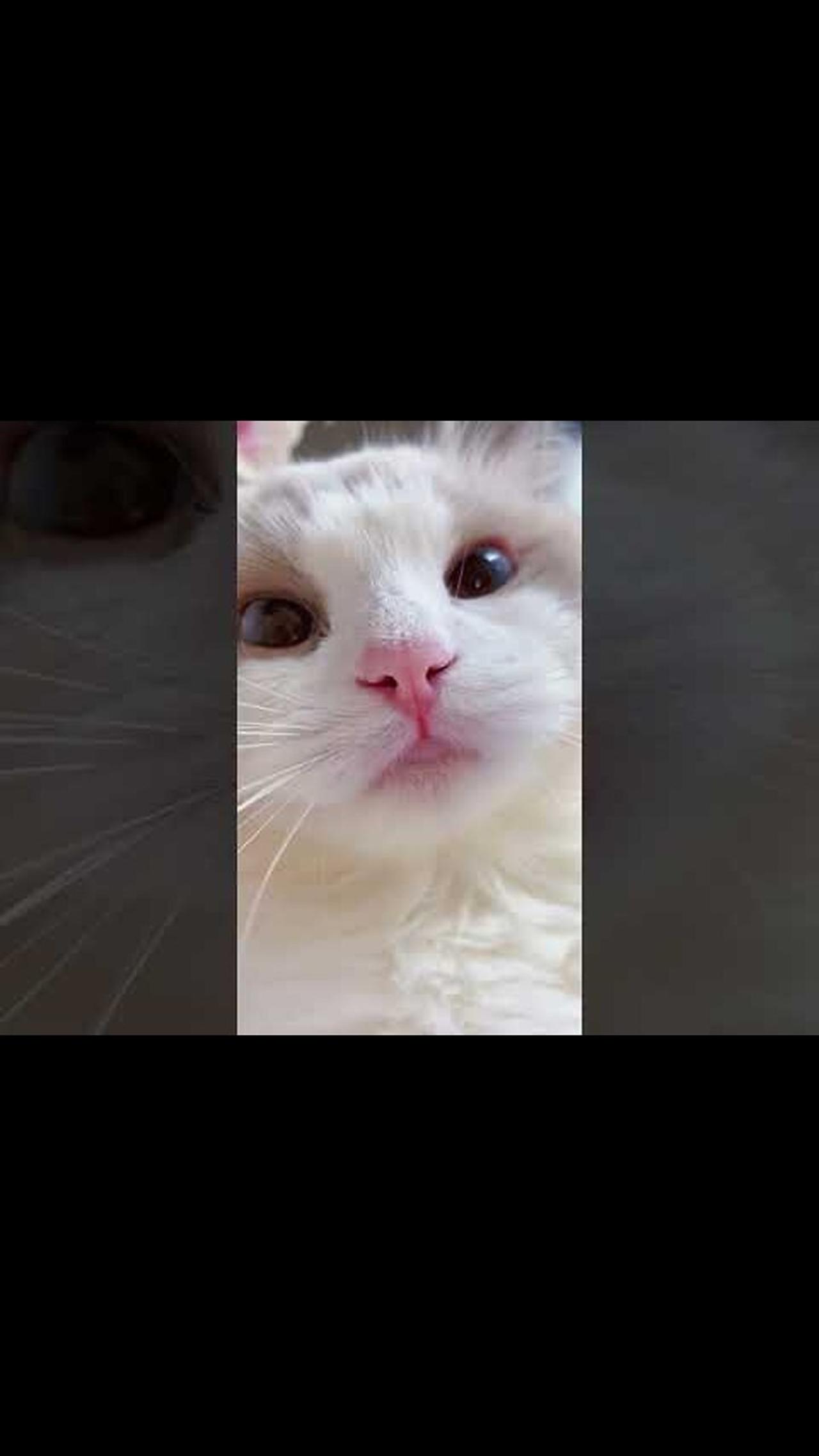 shorts cat meme & kitten (tik tok video]💘 - funny cats meow baby cute compilation [cat-cash home)