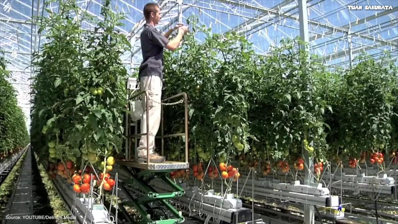 Wonderful, Top Tomato Farm in the World