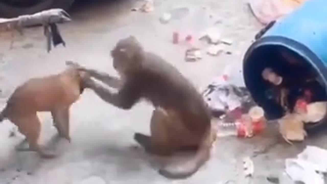 Dog and monkey funny video