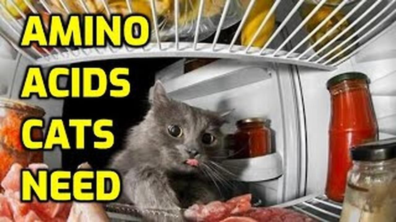 What Is The Healthiest Protein Source For Cats? One News Page VIDEO