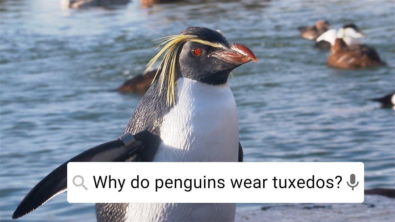Can Penguins Fly? - Weird Animal Searches - BBC - One News Page VIDEO