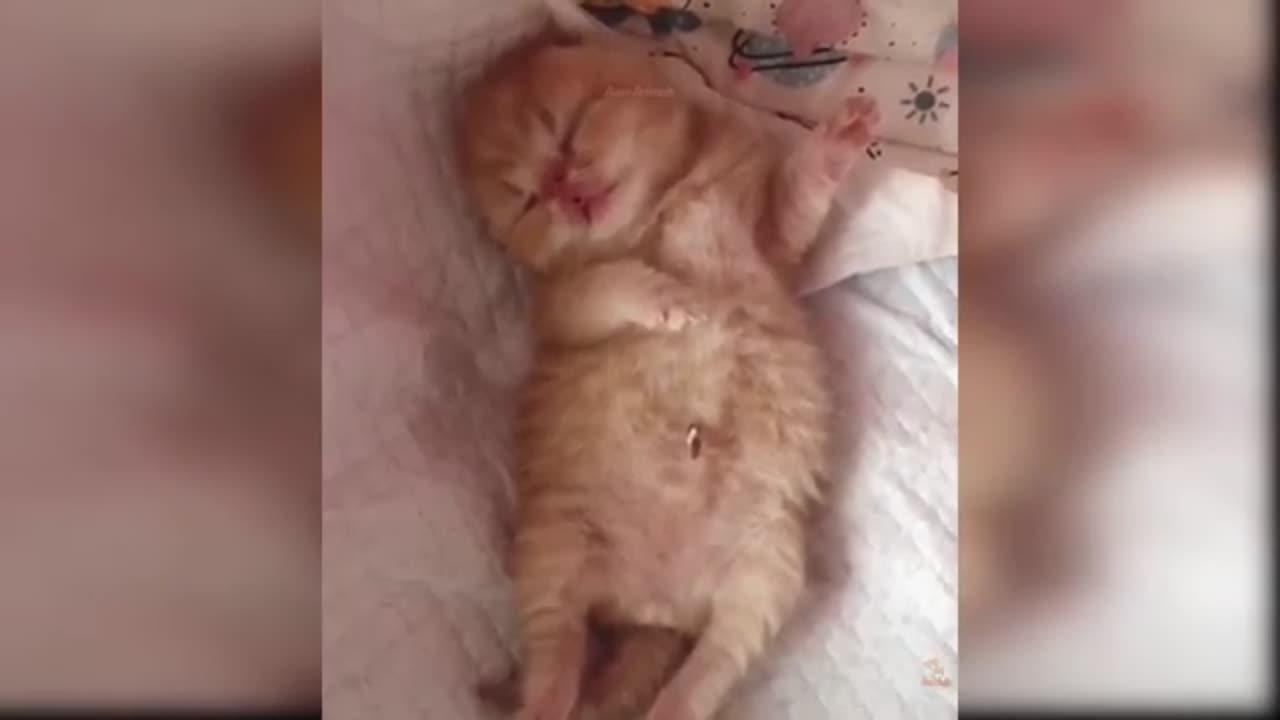 Baby cats cute and funny cat videos compilation