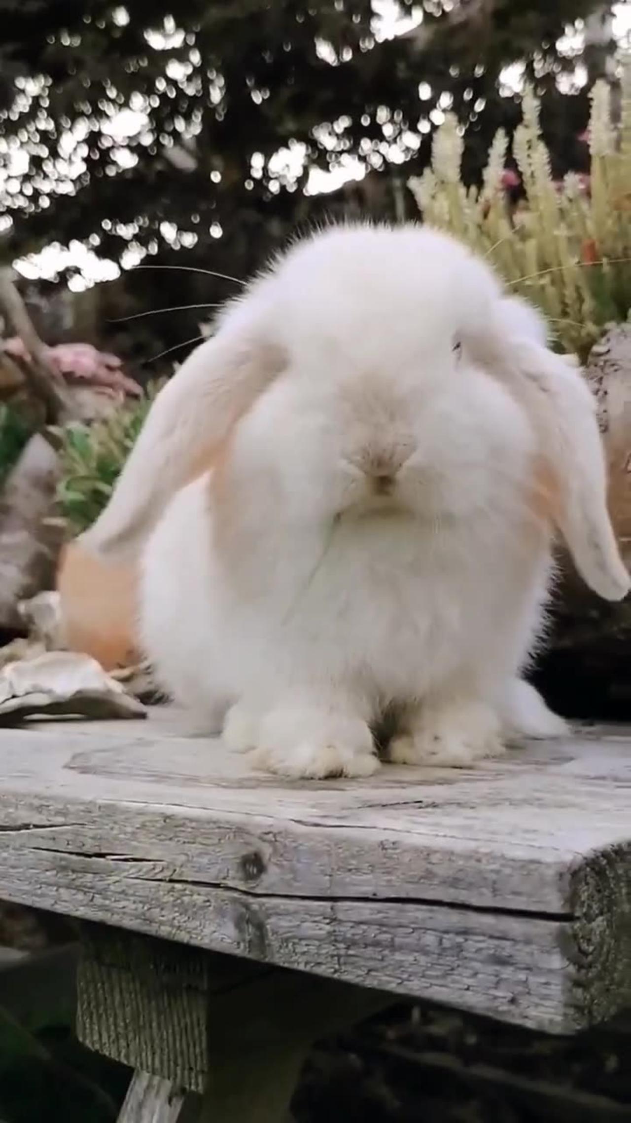 Cute Rabbit Video #short #shorts #rabbit #bunny #animal #viral #viralvideo #pets #pet #animals #cute