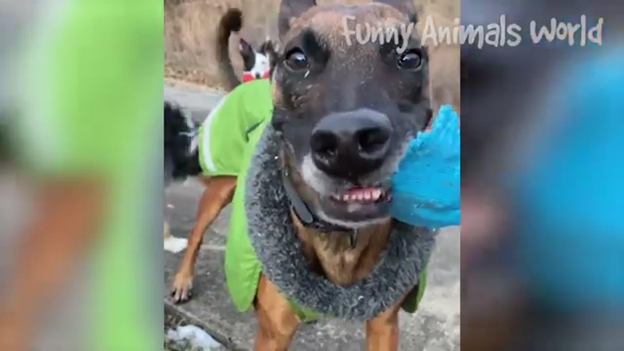 Funniest Cats And Dogs Videos 😁 - Best Funny Animal Videos 2023 😇