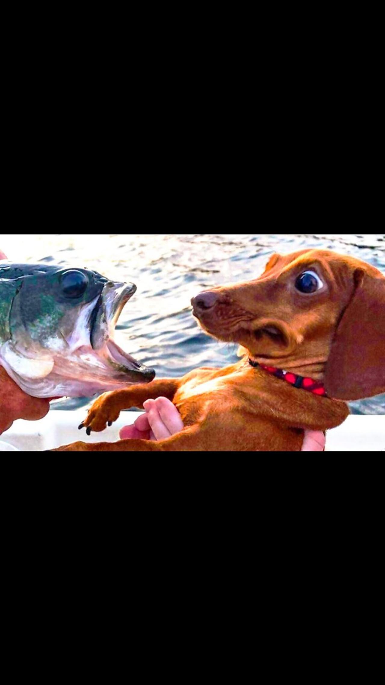 Best Funny Animal Videos Funniest Cats And Dogs - One News Page VIDEO