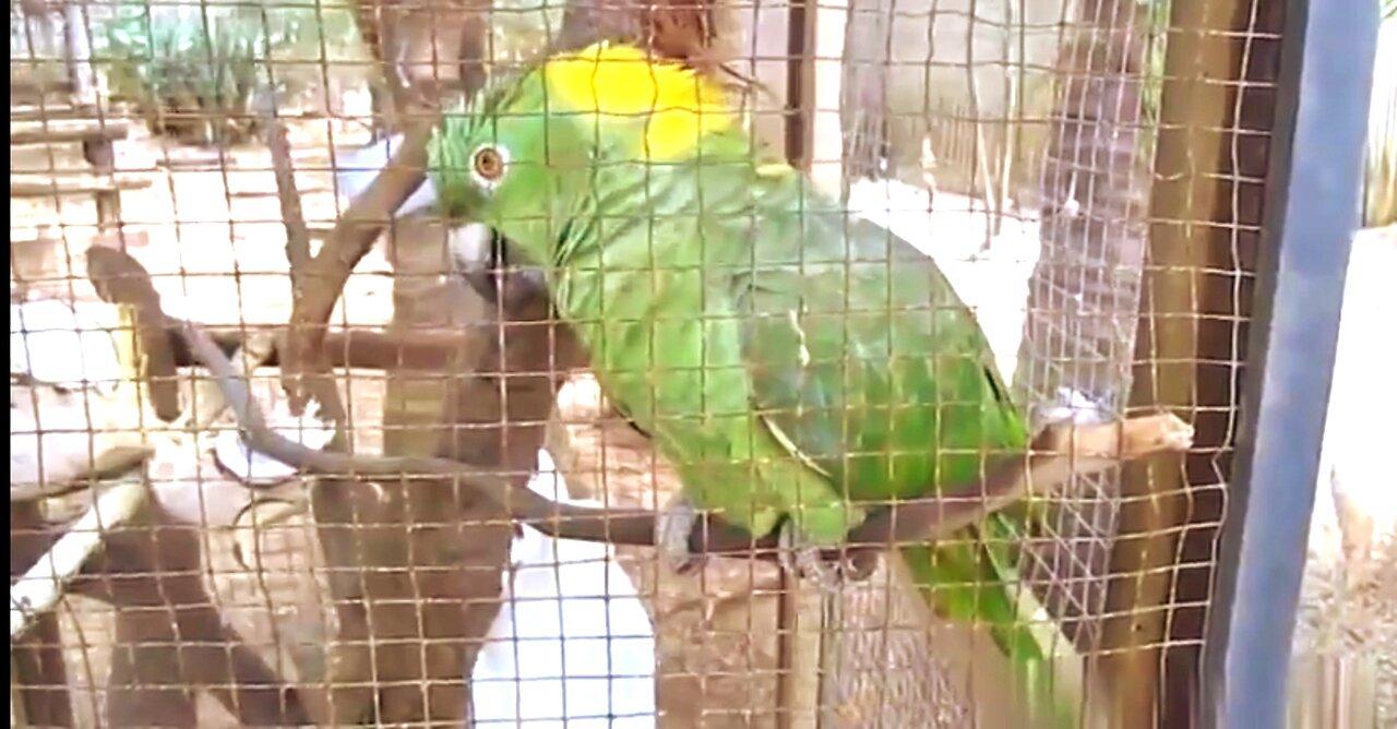 Funny talking parrots