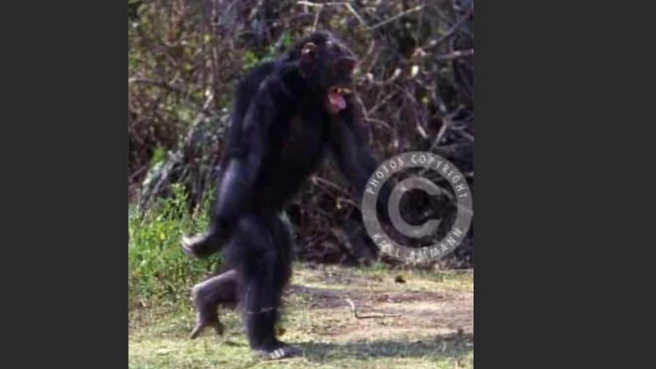 Joe Rogan_ Discovery of GIANT Bondo Apes in The One News Page VIDEO