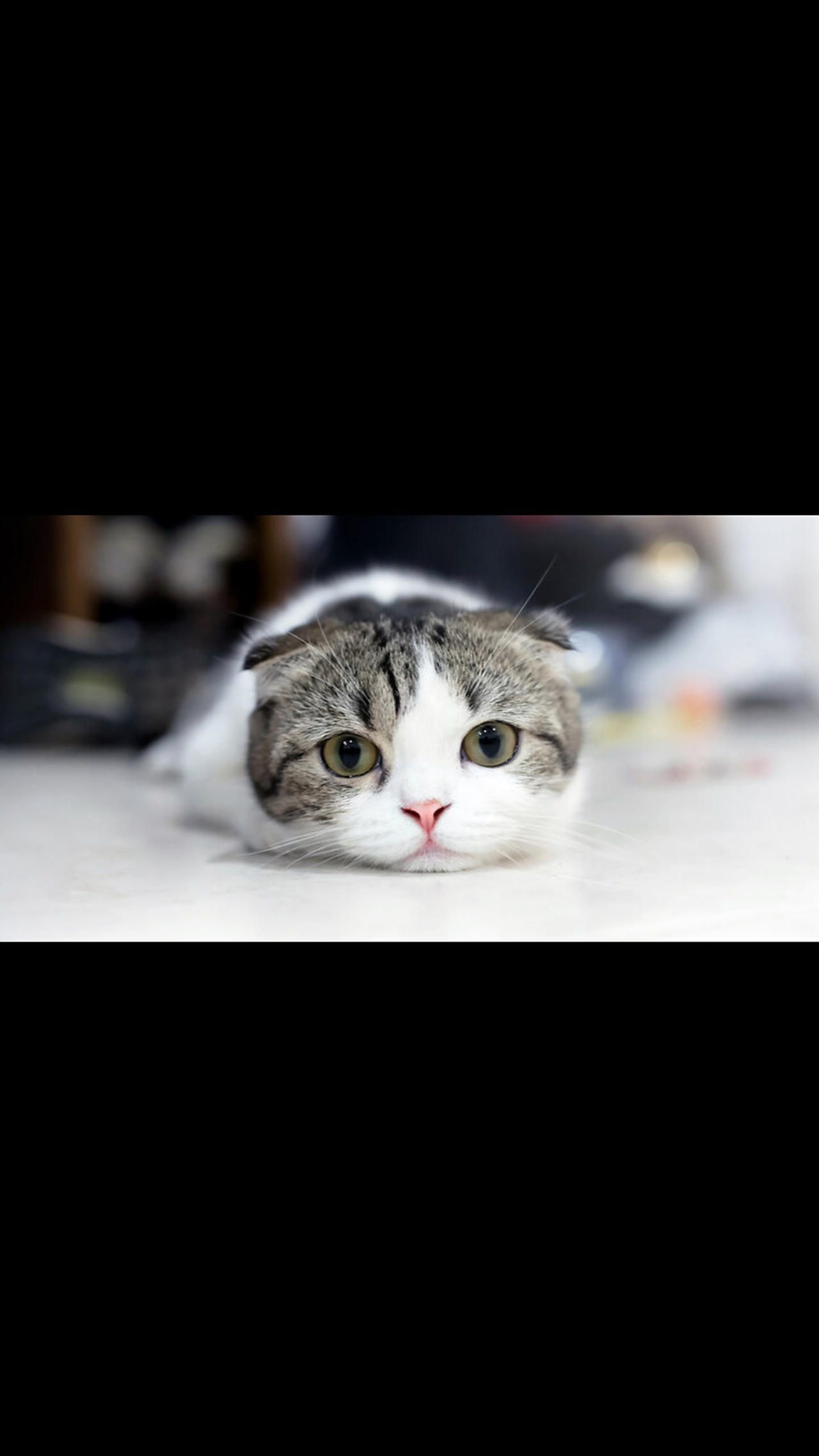 The cuttest cat EVER - One News Page VIDEO