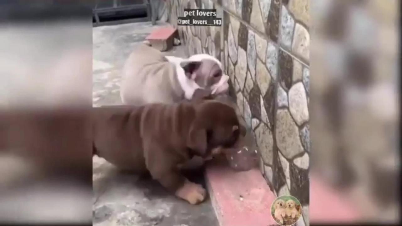Funny Dog Training Video