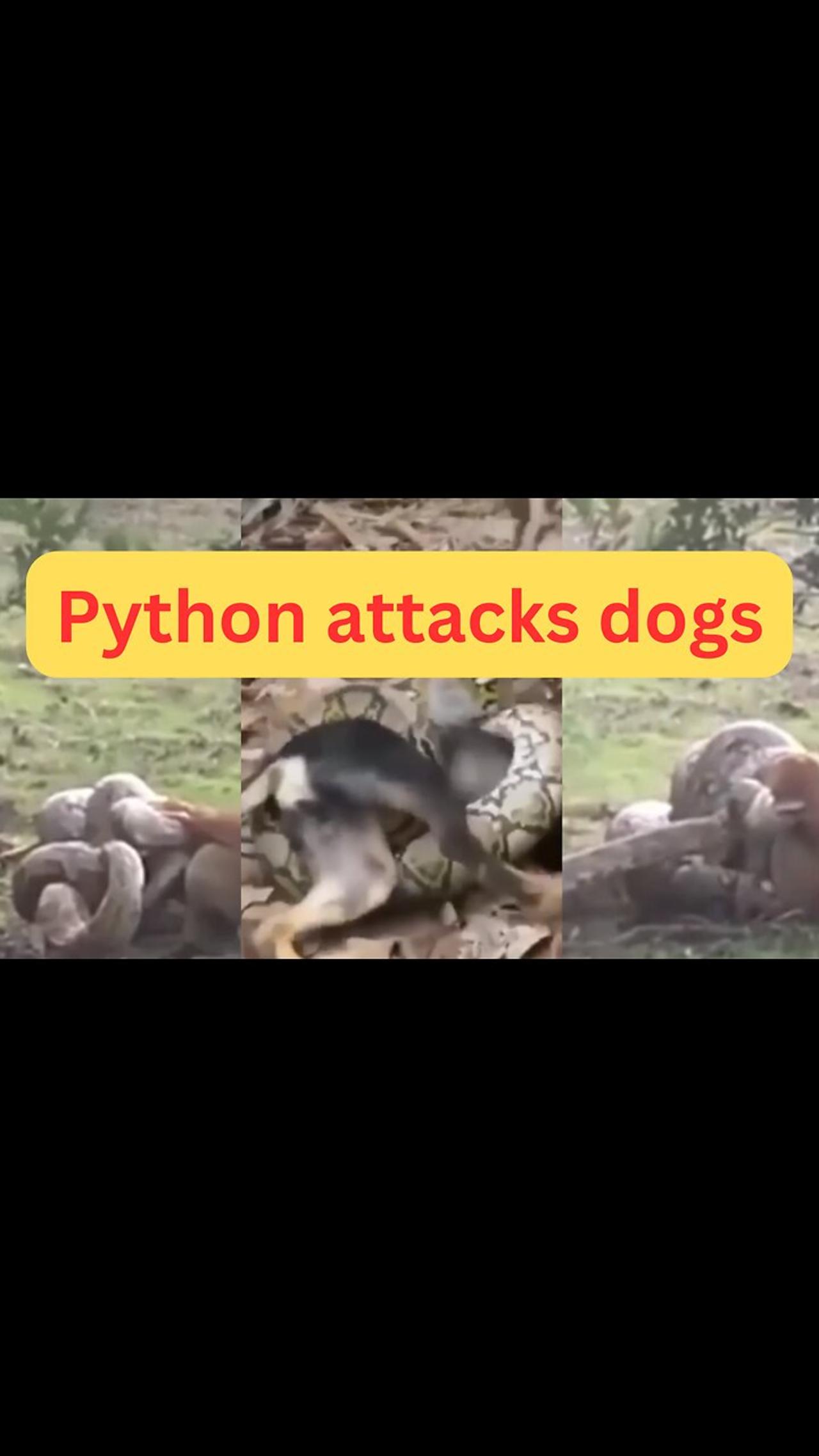 Python attacks dogs - One News Page VIDEO