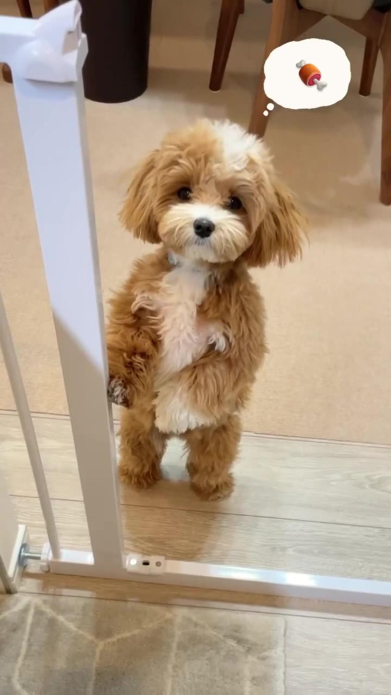 Cutest maltipoo puppy