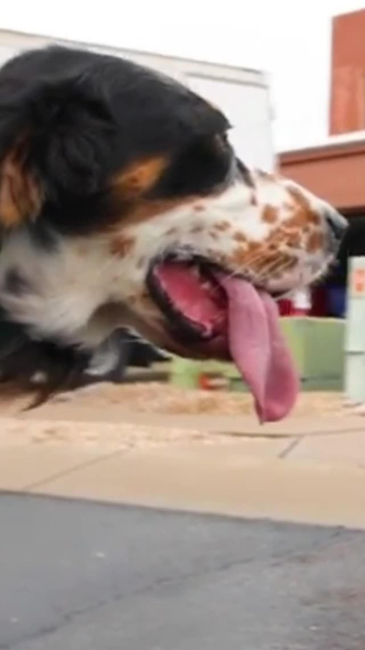 Longest tongue of dogs - World Record - One News Page VIDEO