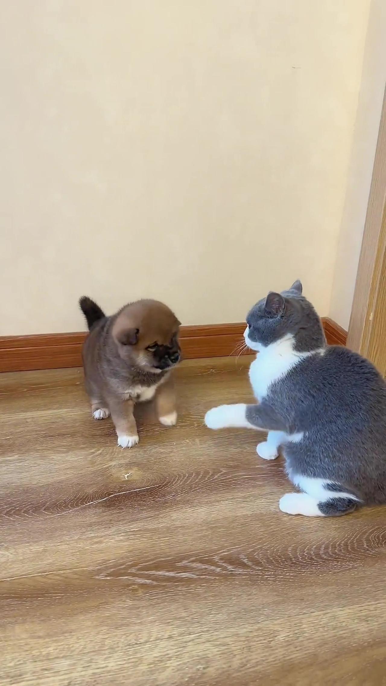 Cat and Dog just don't agree with each other