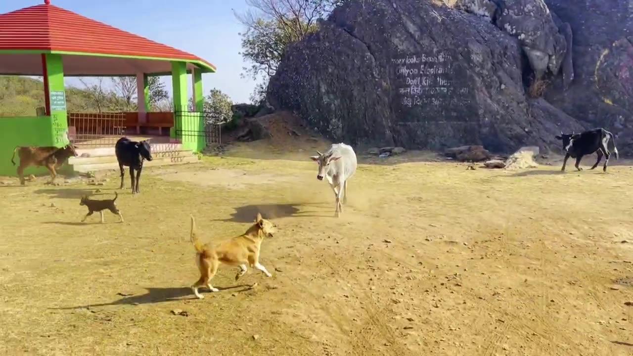 ANGRY DOGS BARKING ON CALF🐕STREET DOG FIGHT | DOG FIGHT VIDEO| DOGS BARKING 🐕DOG SOUND