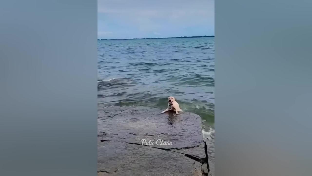 Funniest video of cats and dogs part 2 one news page video