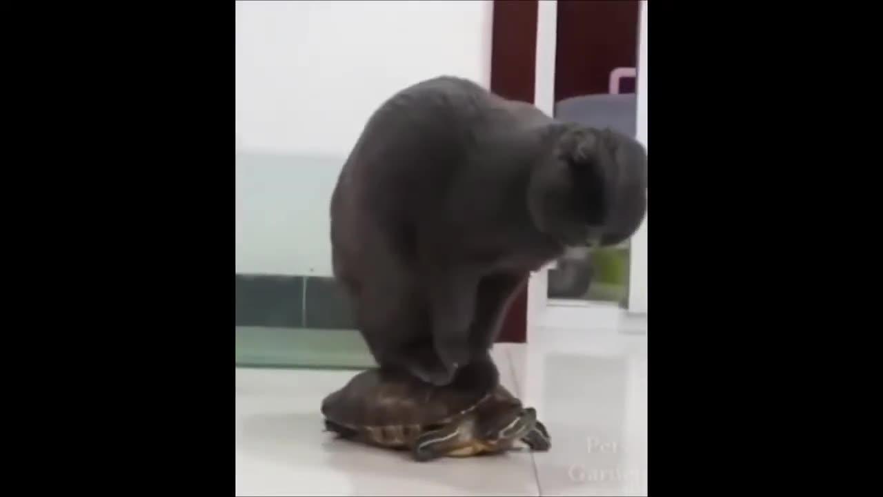 BEST FUNNY ANIMAL VIDEOS COMPILATION