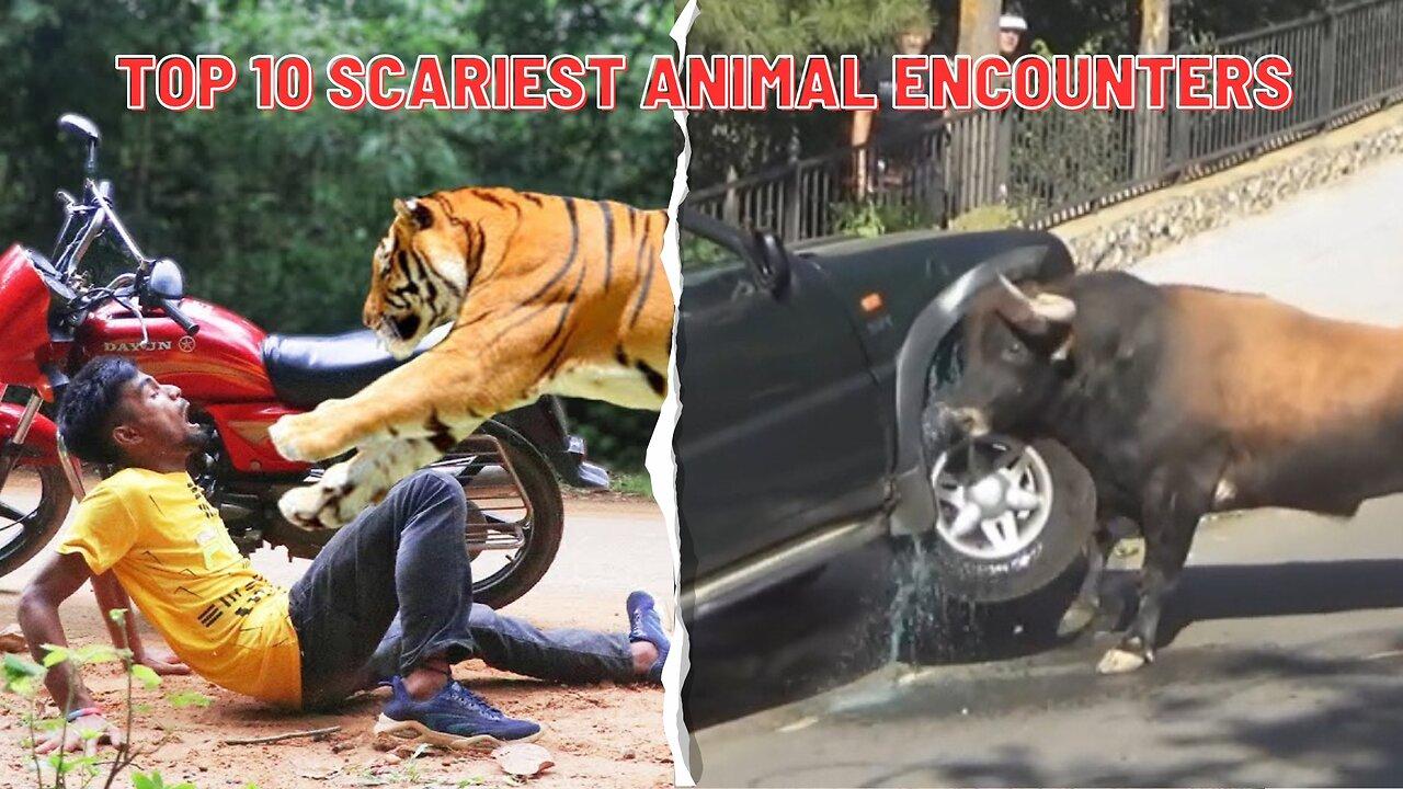 The Best Funny But Scary Dangerous Animal Encounters Compilation | Funny Animals - Human Fails