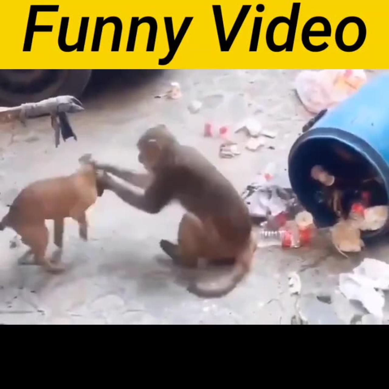 Amezing video dog with monkey