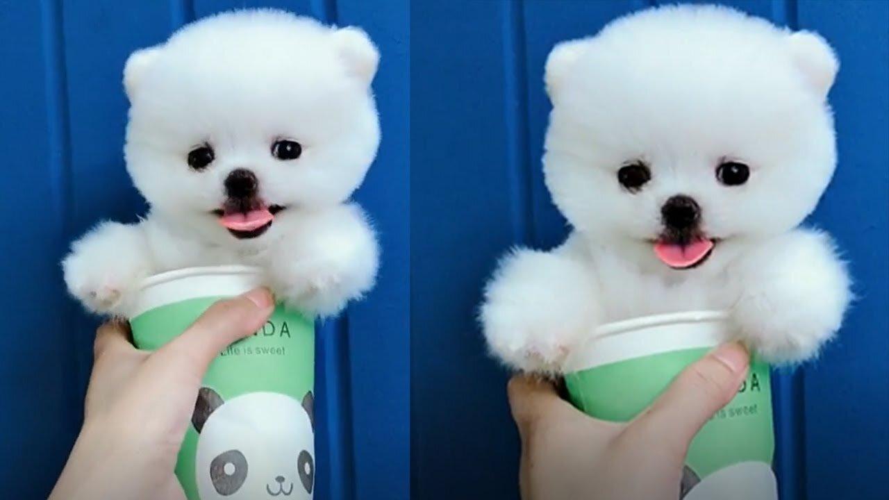 Tik Tok Puppies 🐶 Cute and Funny Dog Videos Compilation 2023