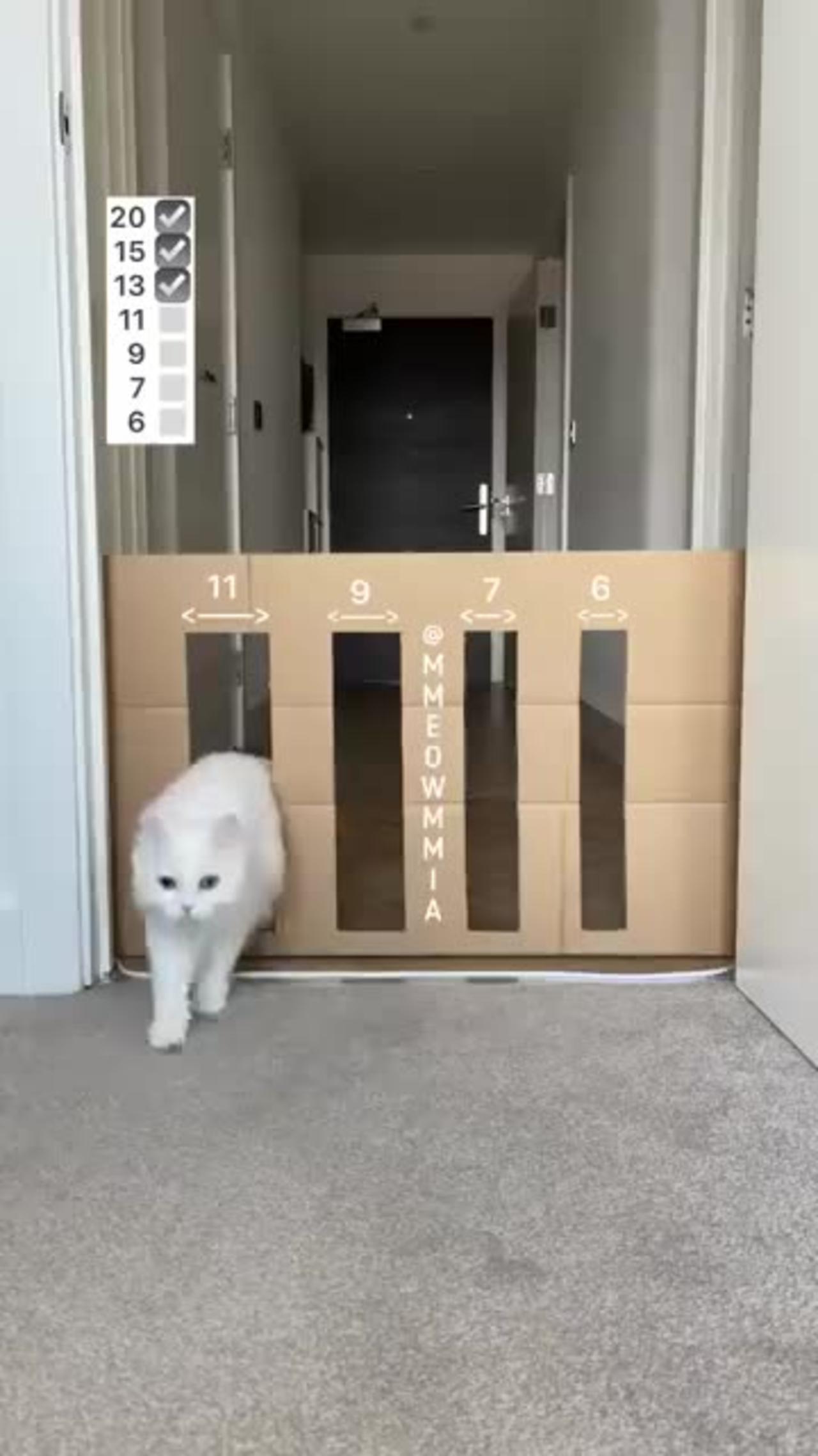 Cute cat door size One News Page VIDEO