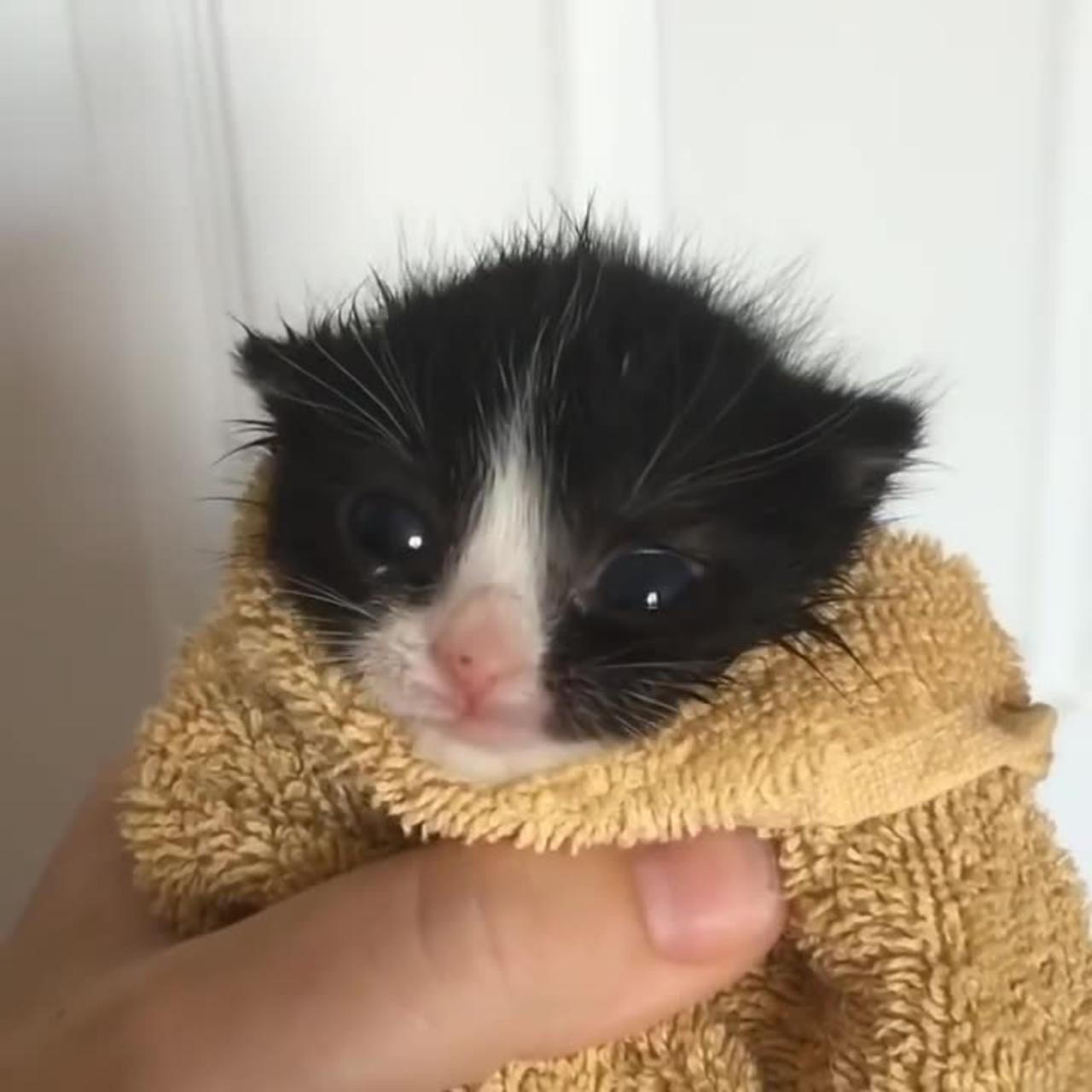kitten in towel meme (No Edits)