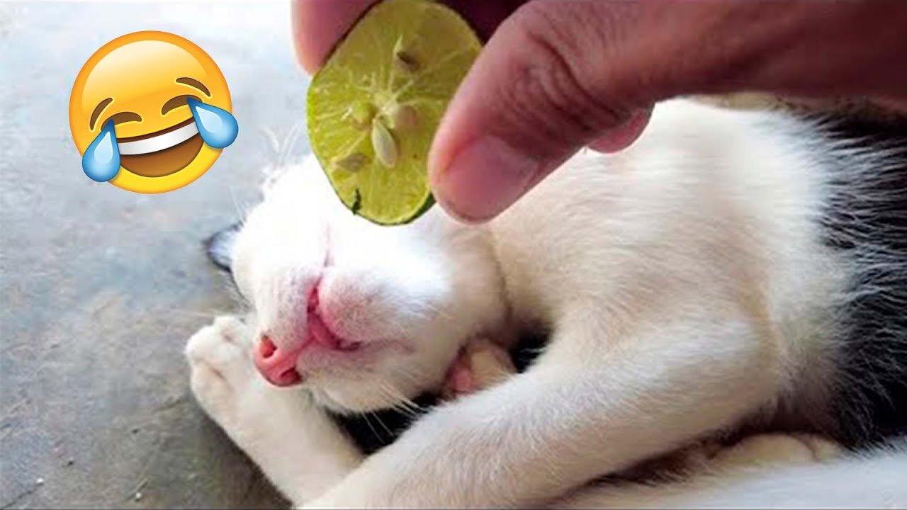 Funny Animal Videos 2023 😂 - Funniest Dogs And Cats Videos 😺😍