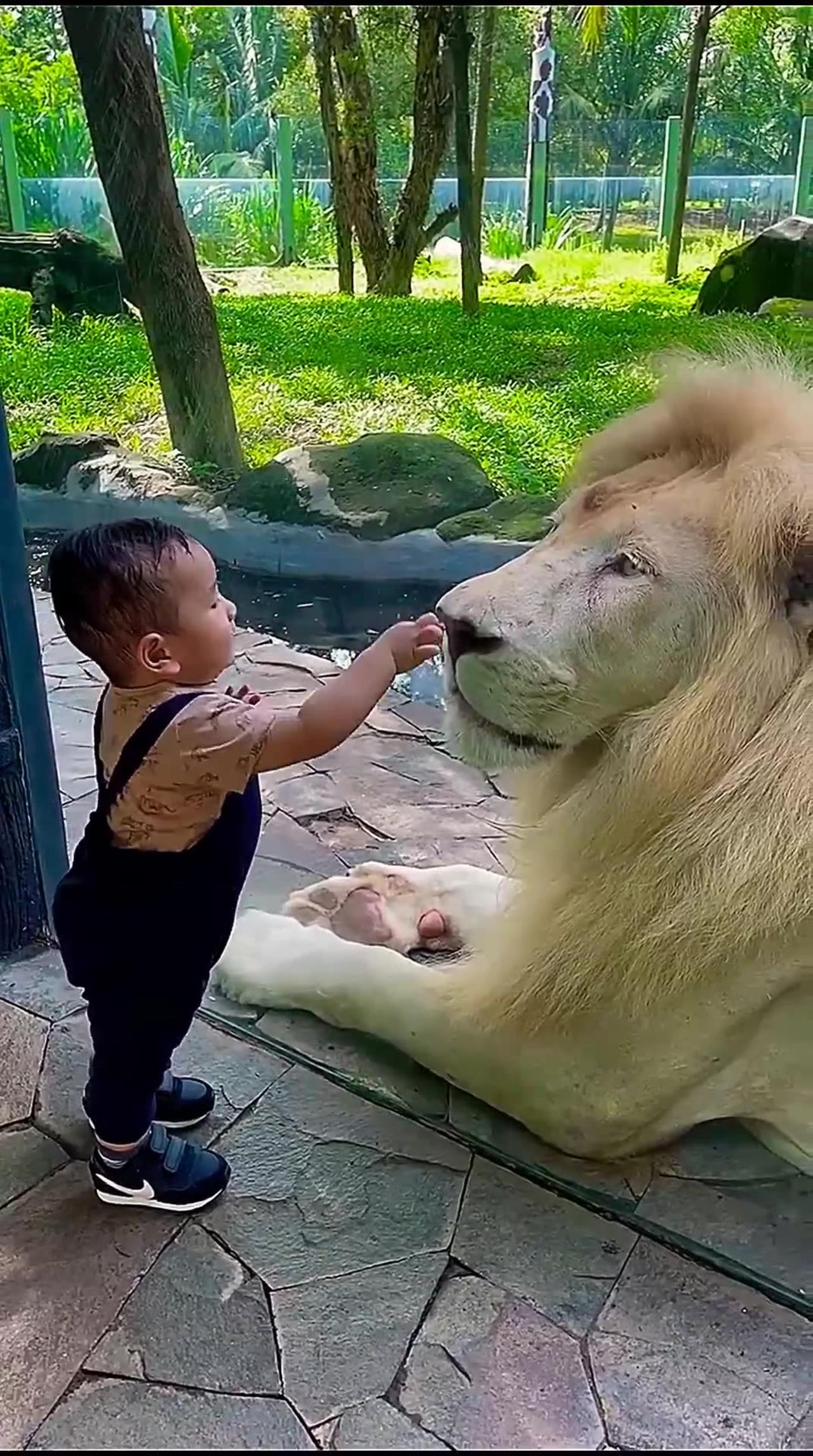 Cute baby playing lions animals video