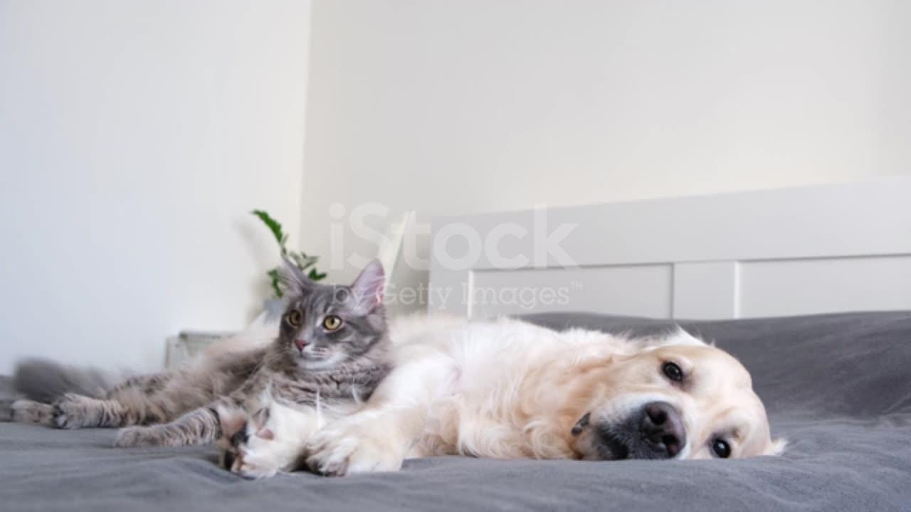 CUTE CAT & DOG LIE ON BED TOGETHER   ANIMAL FRIENDSHIP VERY CUTE VIDEO