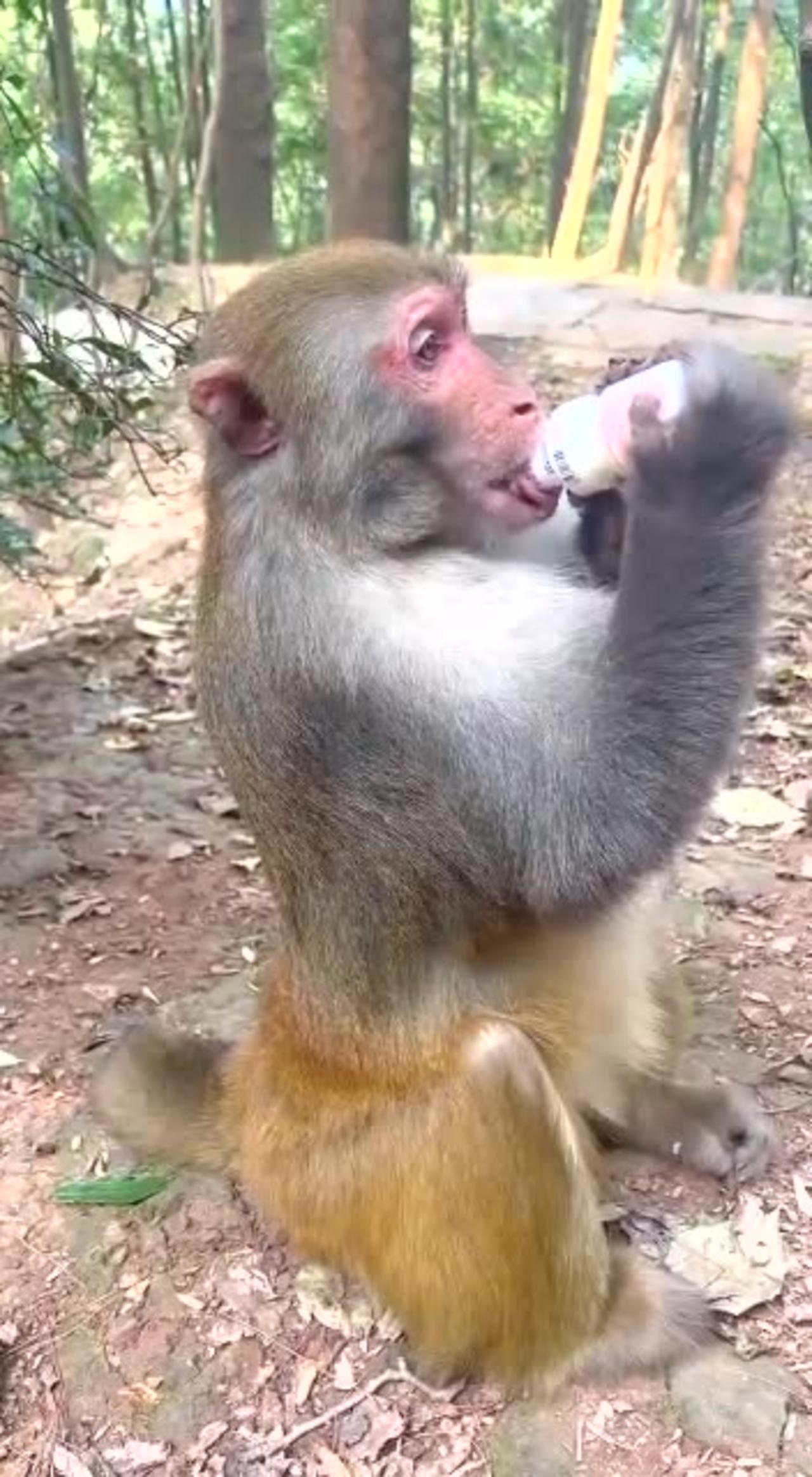 monkey drinking milk