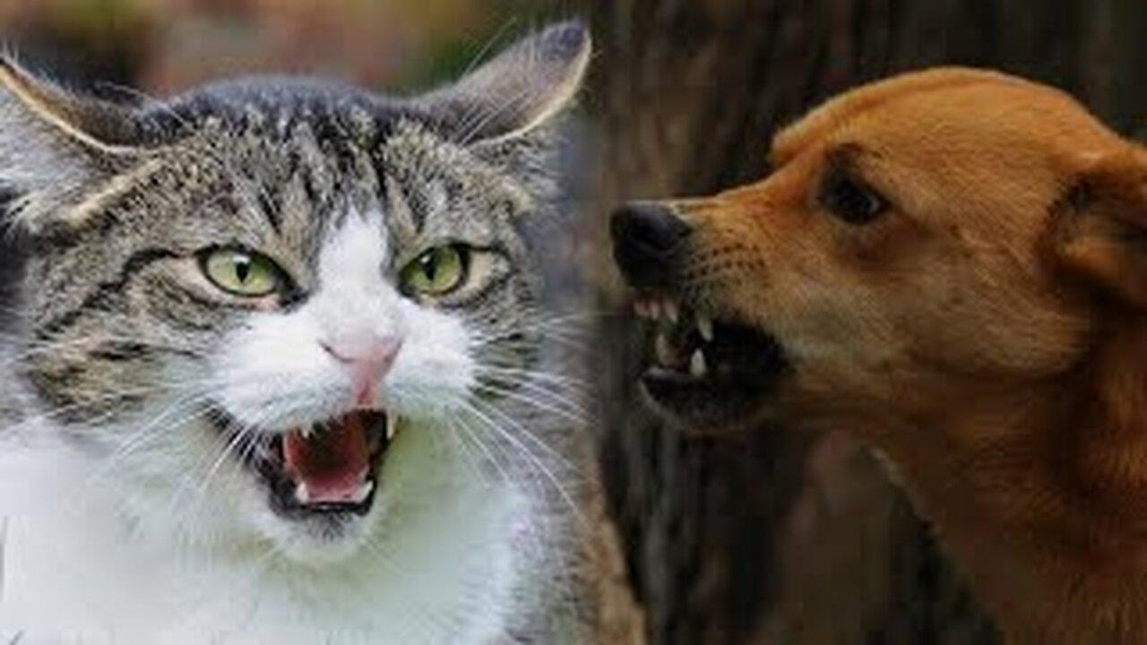 Funniest Cat And Dogs funny Animal Videos 2022