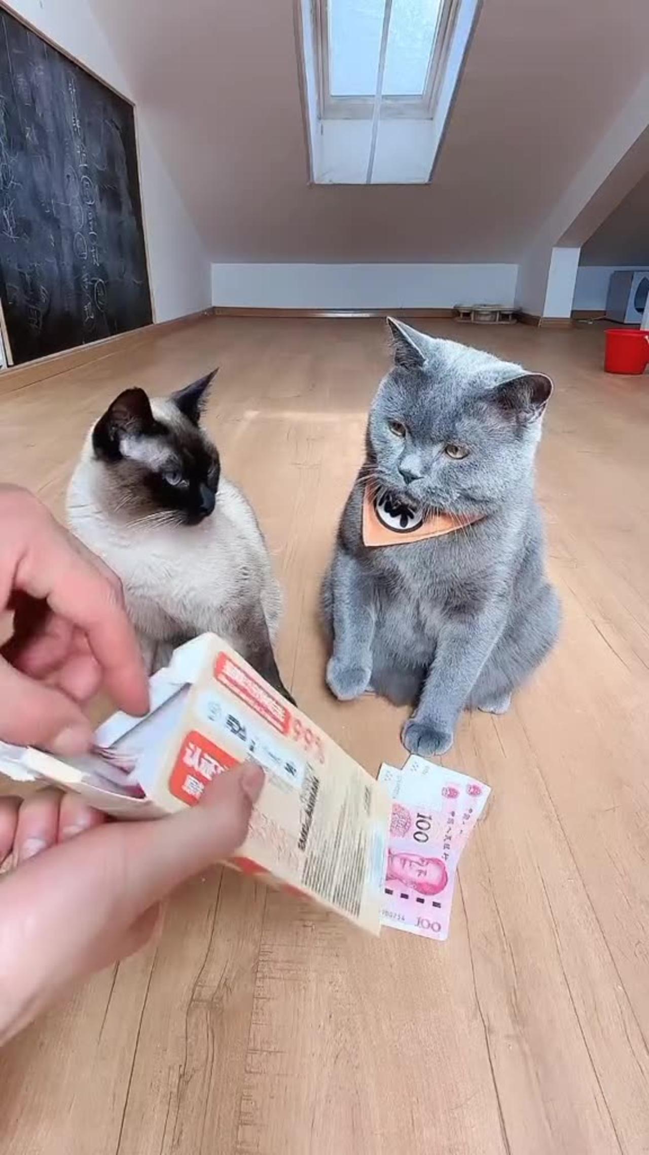 The Cat | funny Cat with money | LOL video