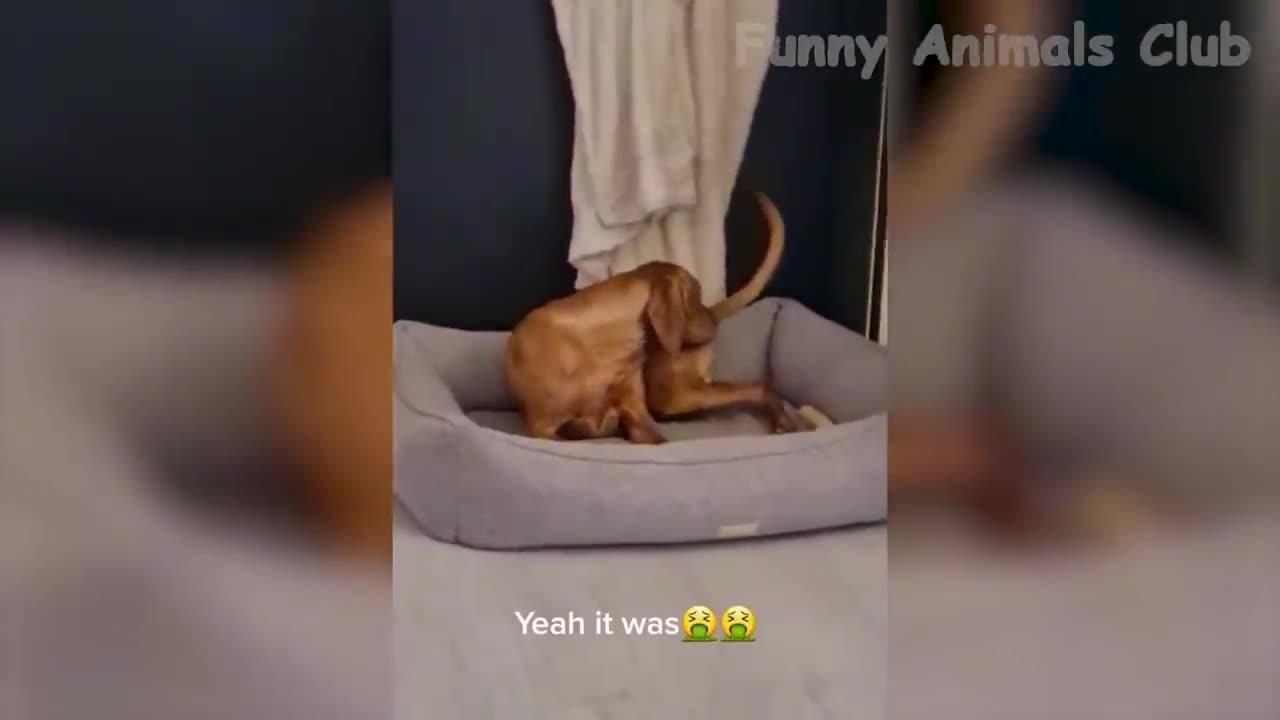 Best Funniest Animals - Cute Cats😹 and Funny Dogs🐶 Videos!