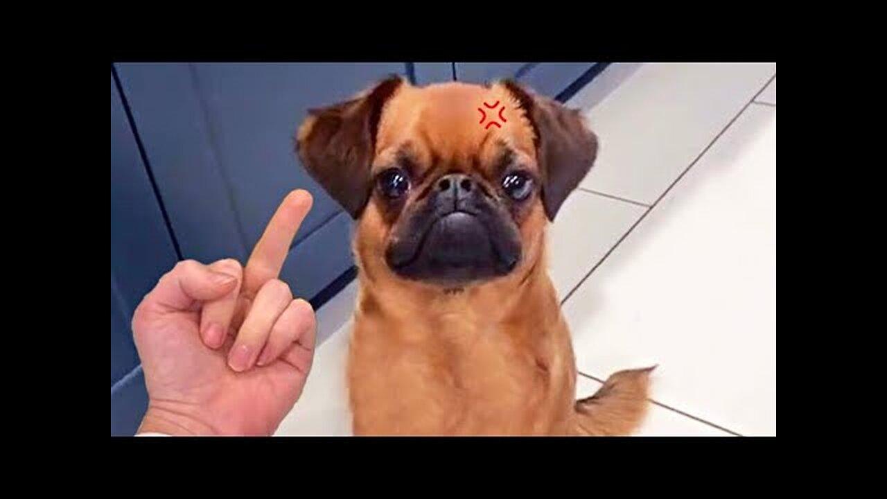 Funniest Animals Video  Funny Dogs And Cats  Try Not To Laugh Animals