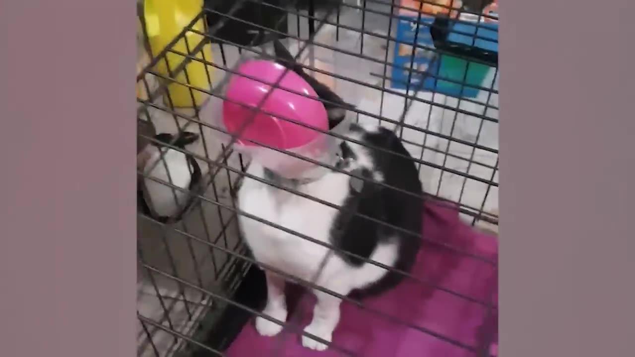 World's funniest 1-hour cat video
