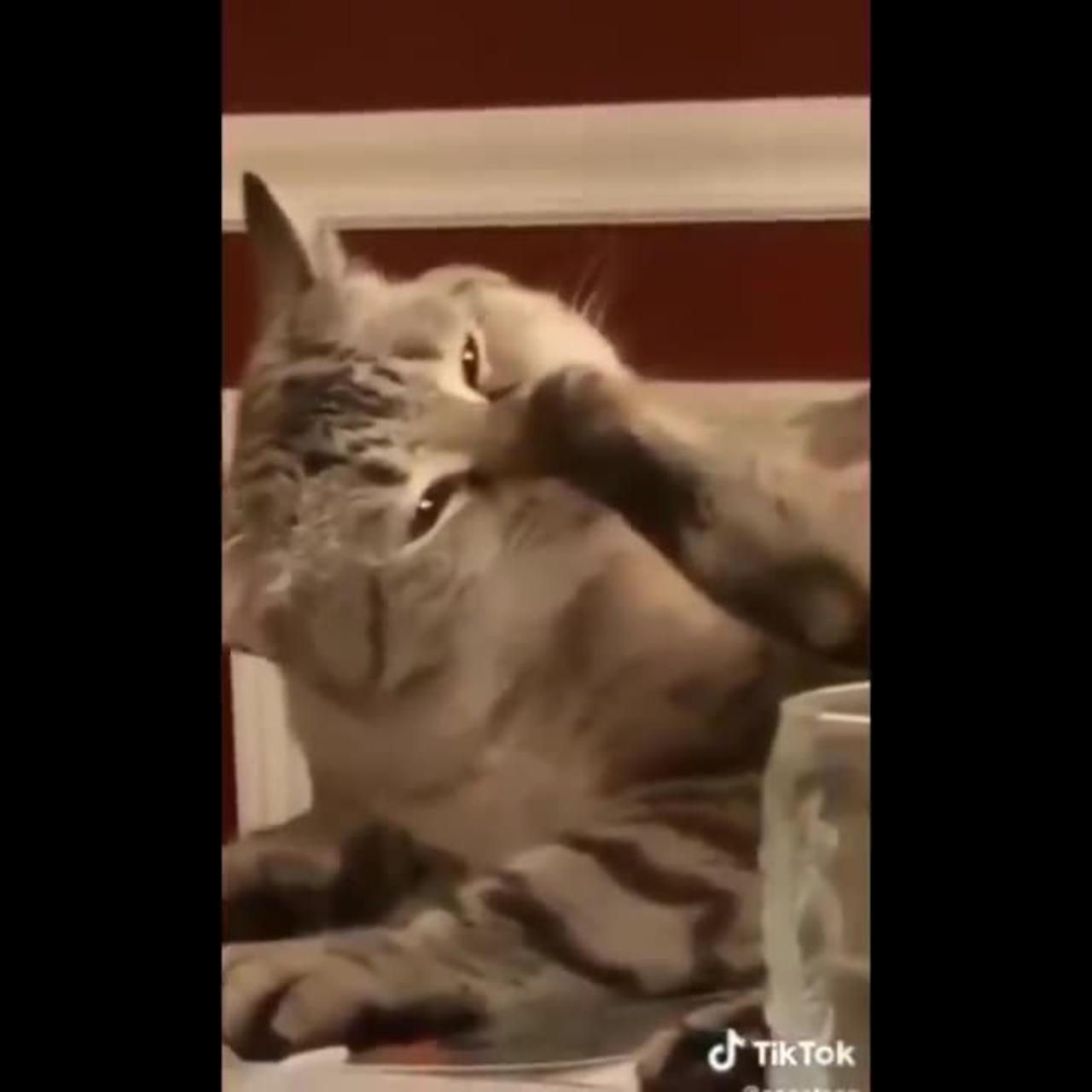 FUNNIEST CAT VIDEO