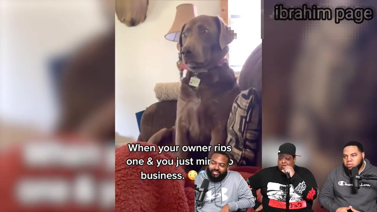 The best funny clips of cats and dogs with audio commentary