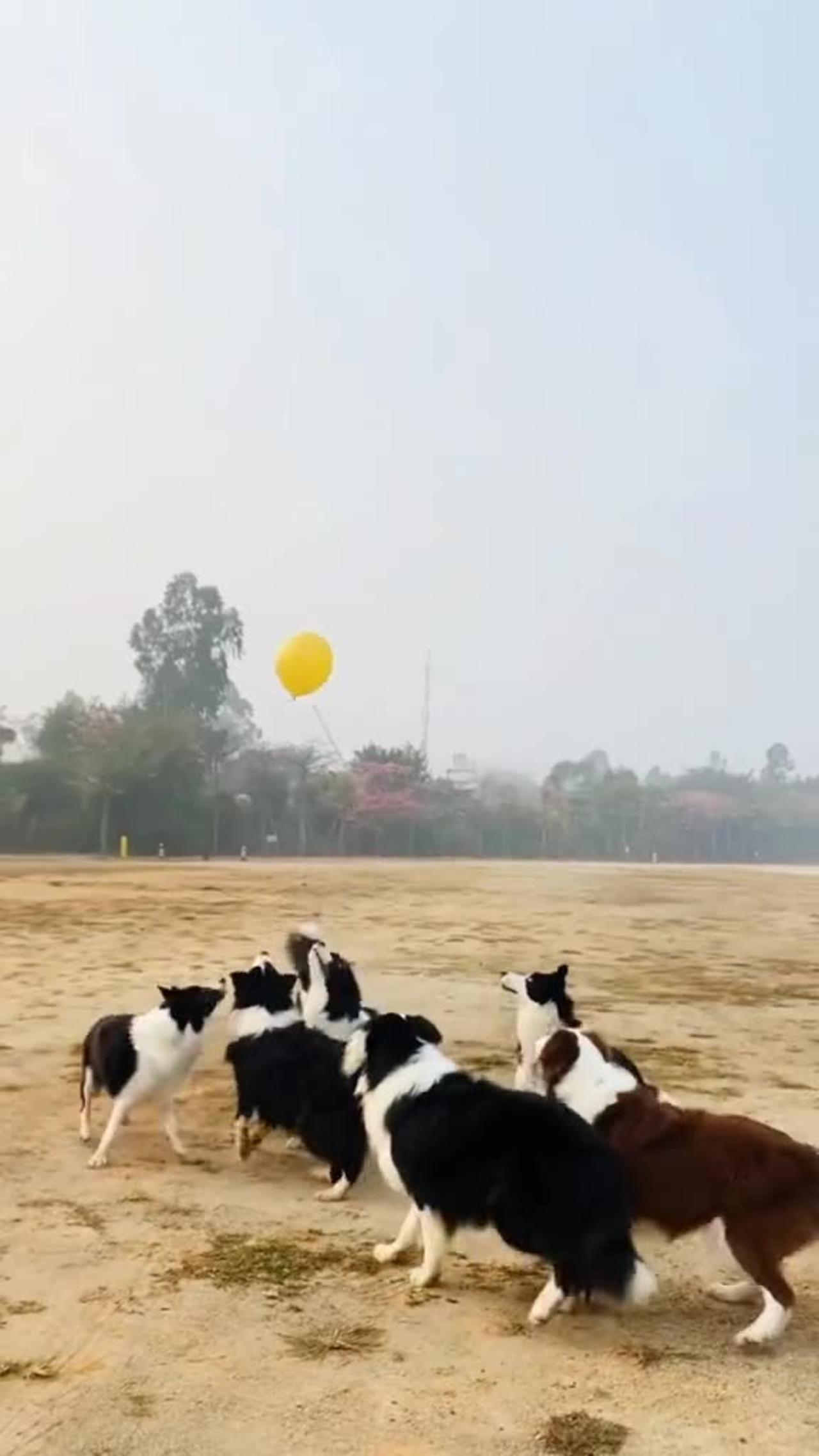 Funny animals | dogs playing balloon