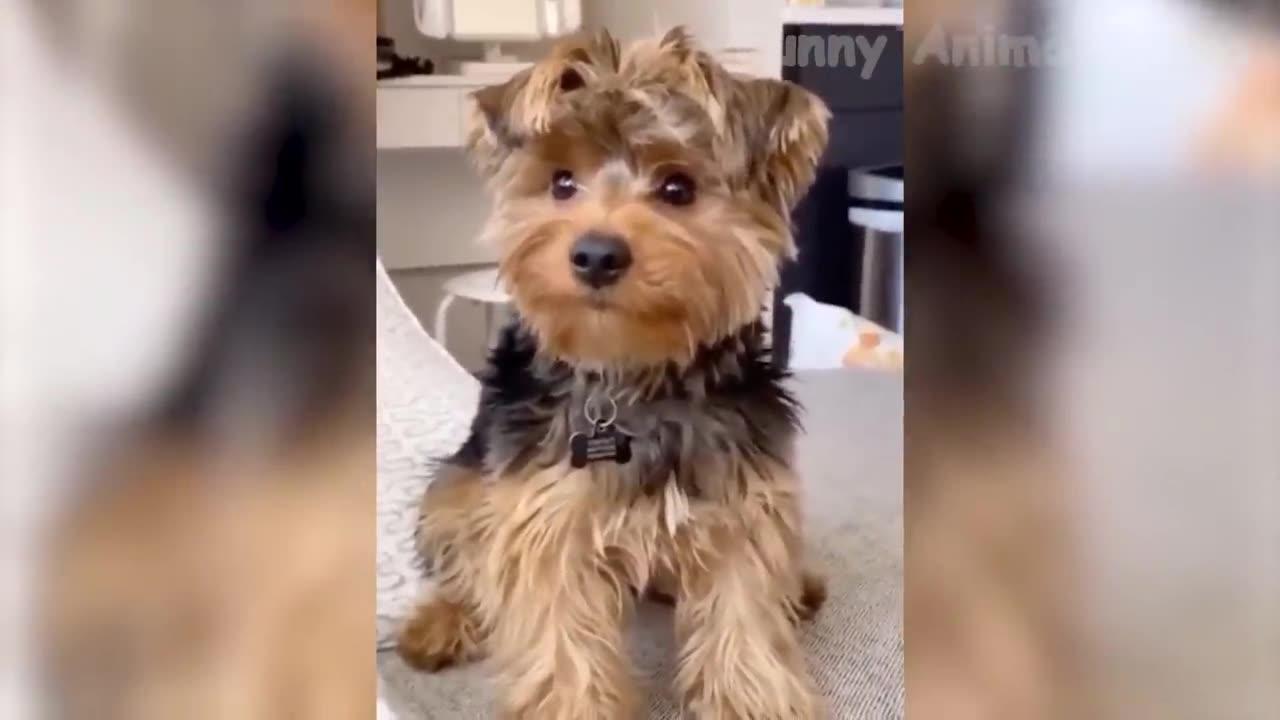 Funny Animal Videos 2023 - Funniest Dogs And Cats Videos