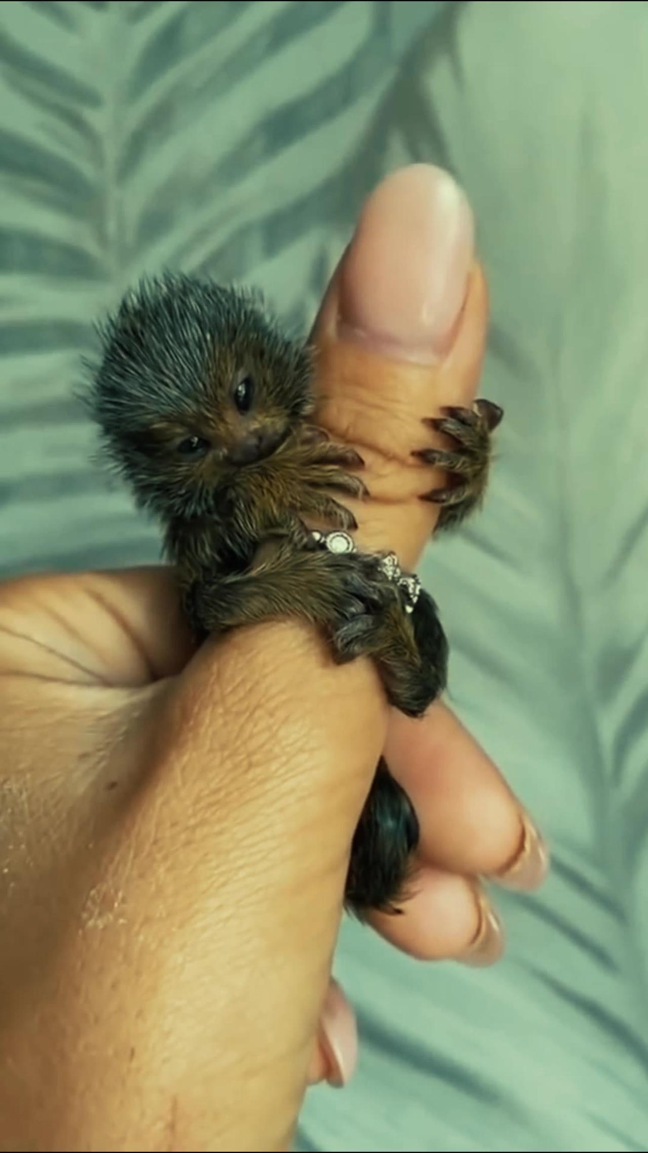 Its a Real Finger Monkey | Can You Believe it |