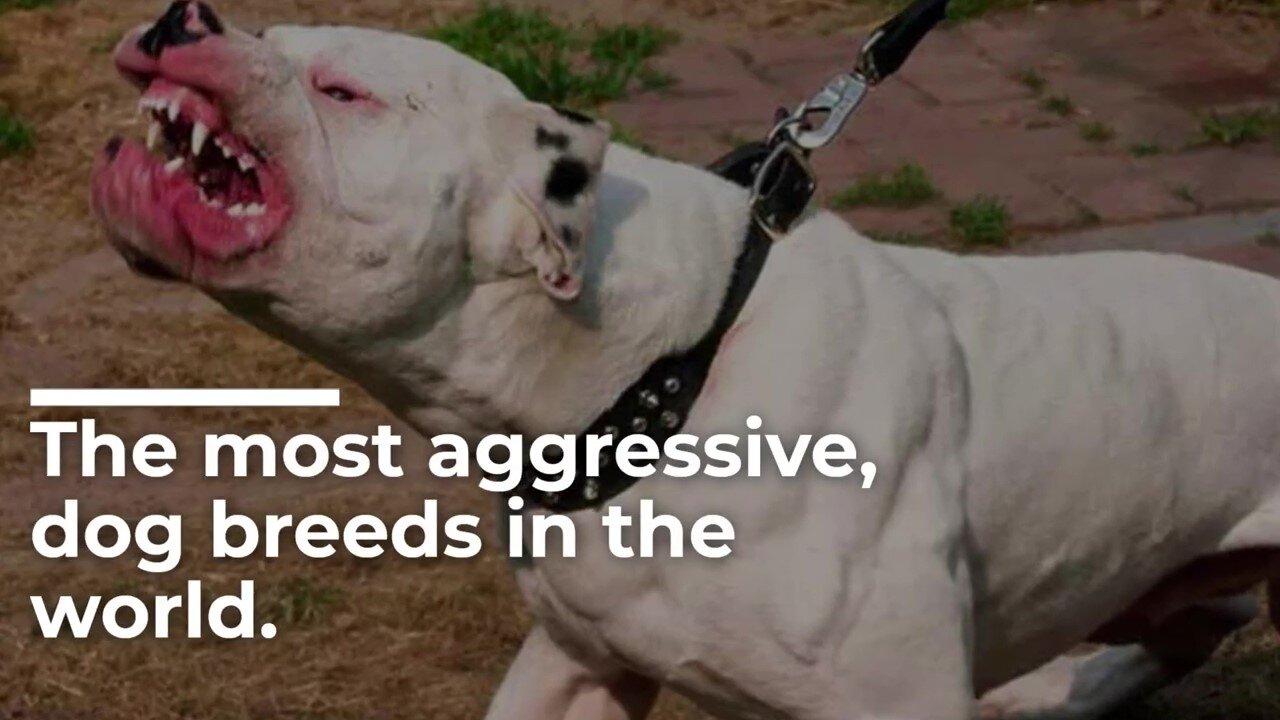 TOP 5 The MOST aggressive DOG BREEDS in the One News Page VIDEO