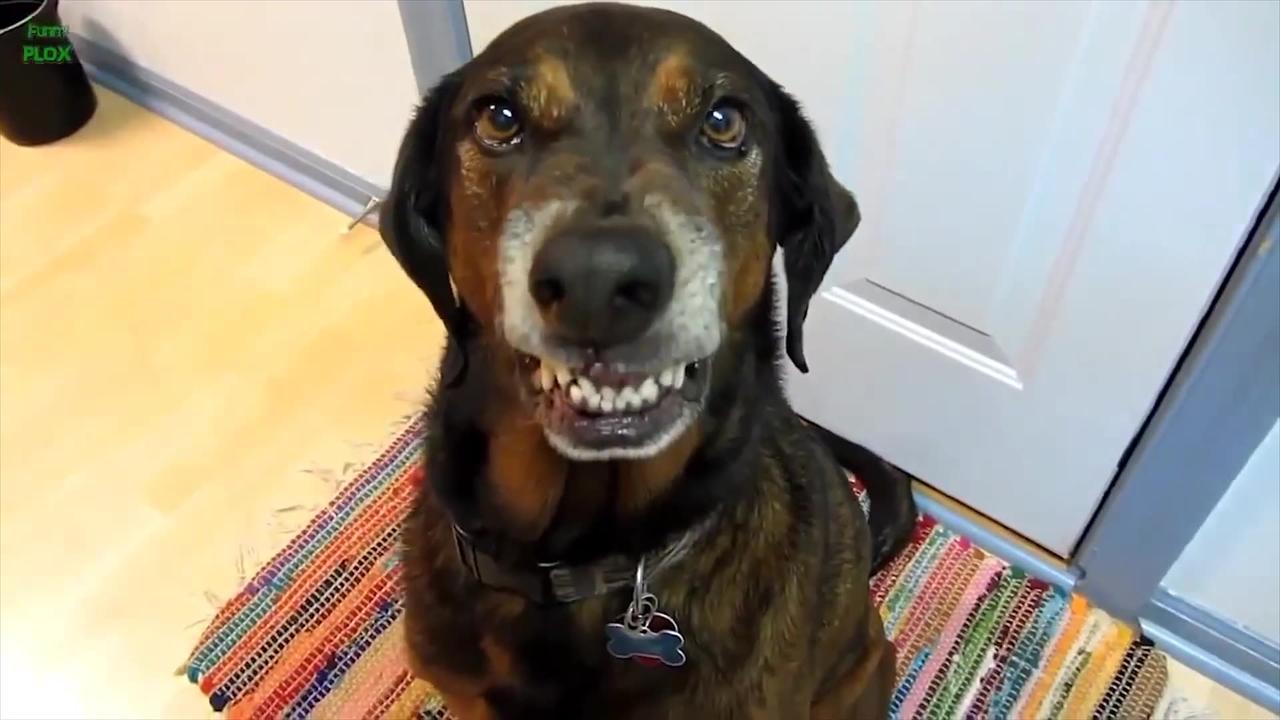 Hilarious and Adorable Guilty Dogs! Funny Canine Videos That Will Make Your Day