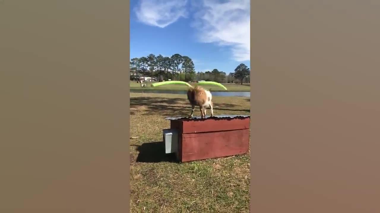 Goat's Funniest Mishaps: Hilarious Bloopers Caught on Camera