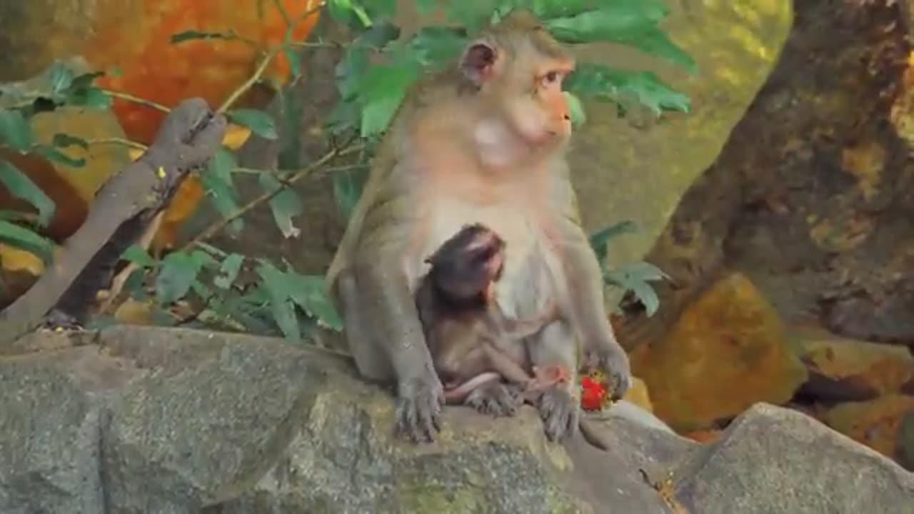4K Quality Animal Footage - Monkeys Beautiful Scenes Episode 2 _ Viral Monkey