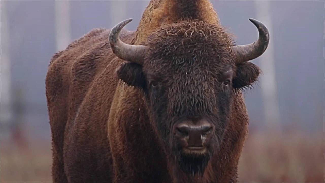 US Focuses Efforts on Restoring Bison Herds on Tribal Lands