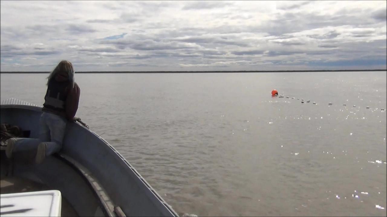 Gillnetting Slamon on the Yukon River in Alaska with yukonjeff