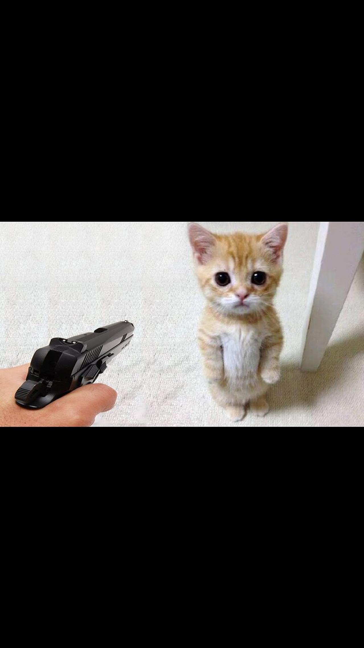 Pets vs gun 🔫 #shorts #cute #cat #dog #tiktok