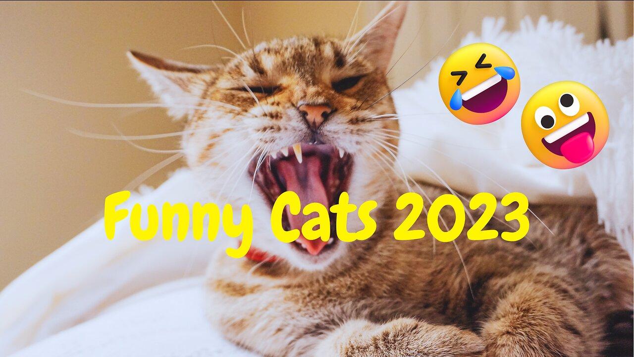 Best Funny Animals Videos 2023-Funniest Cats Videos